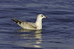 Ring-billed Gull