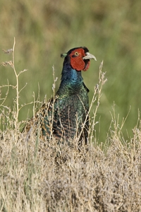 Ring-necked Pheasant
