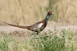 Ring-necked Pheasant