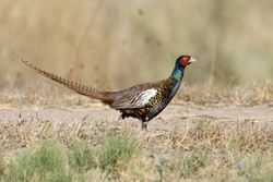 Ring-necked Pheasant