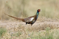 Ring-necked Pheasant
