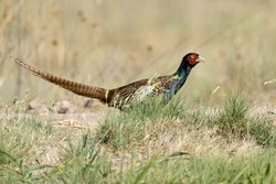 Ring-necked Pheasant