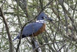 Ringed Kingfisher