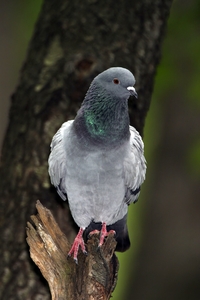 Rock Pigeon