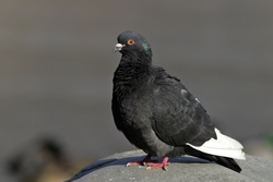 Rock Pigeon