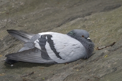 Rock Pigeon