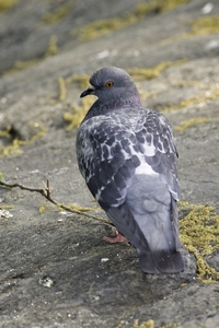 Rock Pigeon