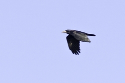 Rook