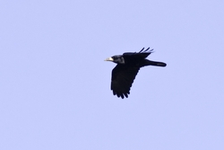 Rook