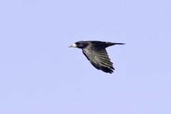 Rook