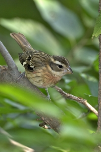 Rose-breasted Grosbeak
