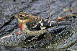 Rose-breasted Grosbeak