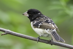 Rose-breasted Grosbeak