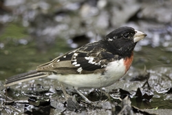 Rose-breasted Grosbeak