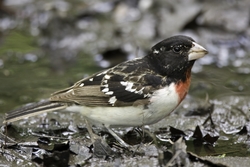 Rose-breasted Grosbeak