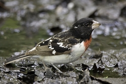 Rose-breasted Grosbeak