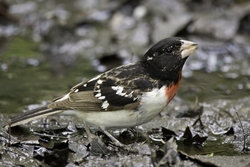 Rose-breasted Grosbeak