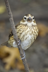 Rose-breasted Grosbeak