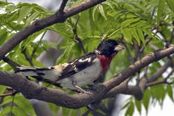 Rose-breasted Grosbeak