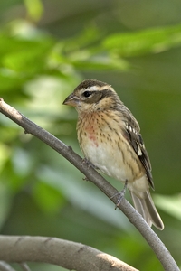 Rose-breasted Grosbeak