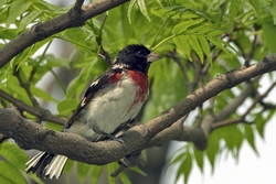 Rose-breasted Grosbeak