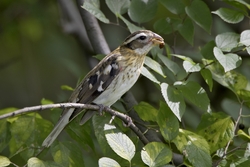Rose-breasted Grosbeak