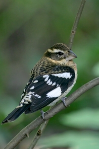 Rose-breasted Grosbeak