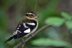 Rose-breasted Grosbeak