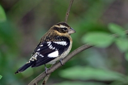 Rose-breasted Grosbeak