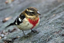 Rose-breasted Grosbeak