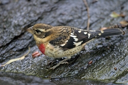 Rose-breasted Grosbeak