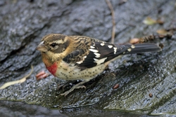 Rose-breasted Grosbeak