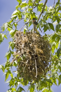 Rose-throated Becard