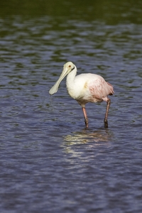 Roseate Spoonbill