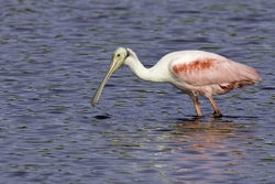 Roseate Spoonbill