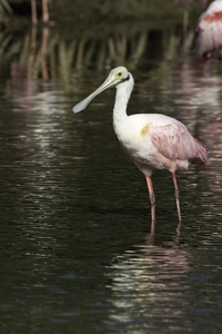 Roseate Spoonbill