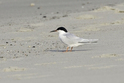 Roseate Tern