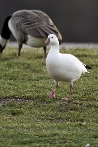 Ross's Goose