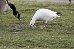 Ross's Goose
