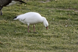 Ross's Goose