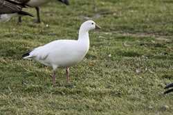 Ross's Goose