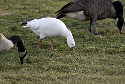 Ross's Goose