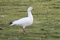 Ross's Goose