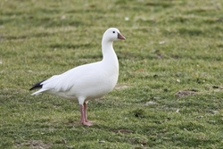 Ross's Goose