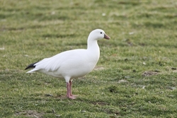 Ross's Goose