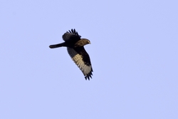 Rough-legged Hawk