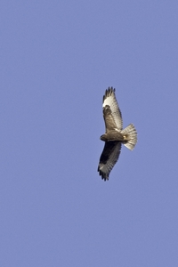 Rough-legged Hawk
