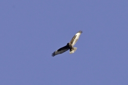 Rough-legged Hawk