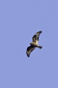 Rough-legged Hawk
