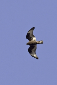 Rough-legged Hawk